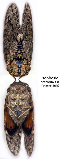 sonbesie